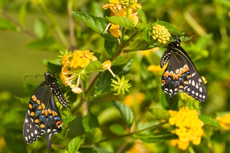 Butterflies of Illinois